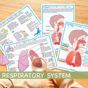 Ensemble du système respiratoire Anatomie humaine Feuilles de travail préscolaire Activités pour tout-petits École à la maison Imprimables éducatives Apprentissage du corps humain image 1