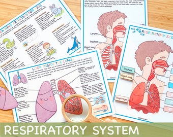 Paquete del sistema respiratorio Hojas de trabajo preescolares de anatomía humana Actividades para niños pequeños Imprimibles educativos de educación en el hogar Aprendizaje del cuerpo humano