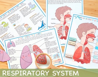 Ademhalingssysteembundel Menselijke anatomie Werkbladen voor kleuters Peuteractiviteiten Homeschool Educatieve printables Leren van het menselijk lichaam