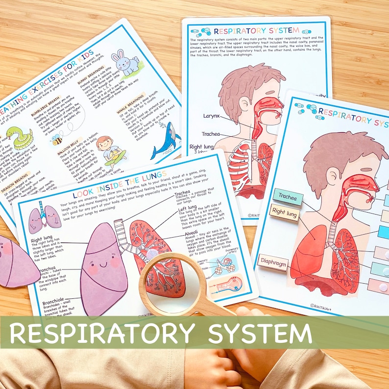 Respiratory System Bundle Human Anatomy Preschool Worksheets Toddler Activities Homeschool Educational Printables Human Body Learning image 1