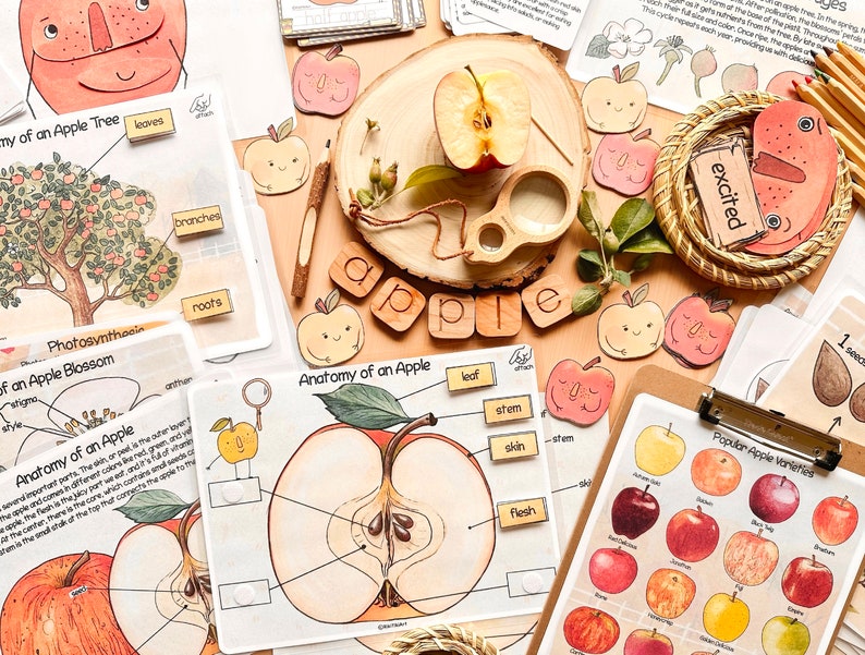 Op de afbeelding: Een set educatieve kaarten over appels, met illustraties van appelbomen, appelbloesems en de anatomie van een appel. De kaarten bevatten labels voor de verschillende delen van de appel, zoals de schil, het vruchtvlees en de pitten. De kaarten liggen op een houten oppervlak met andere appel-thema objecten, waaronder een houten appel, een vergrootglas en een mand.