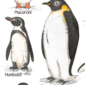 May include: A watercolor illustration of four different types of penguins. The penguins are labeled "Macaroni", "Humboldt", "Emperor", and "Adelie".
