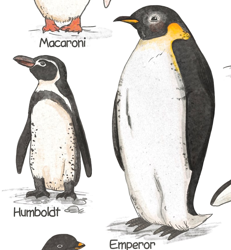 May include: A watercolor illustration of four different types of penguins. The penguins are labeled "Macaroni", "Humboldt", "Emperor", and "Adelie".