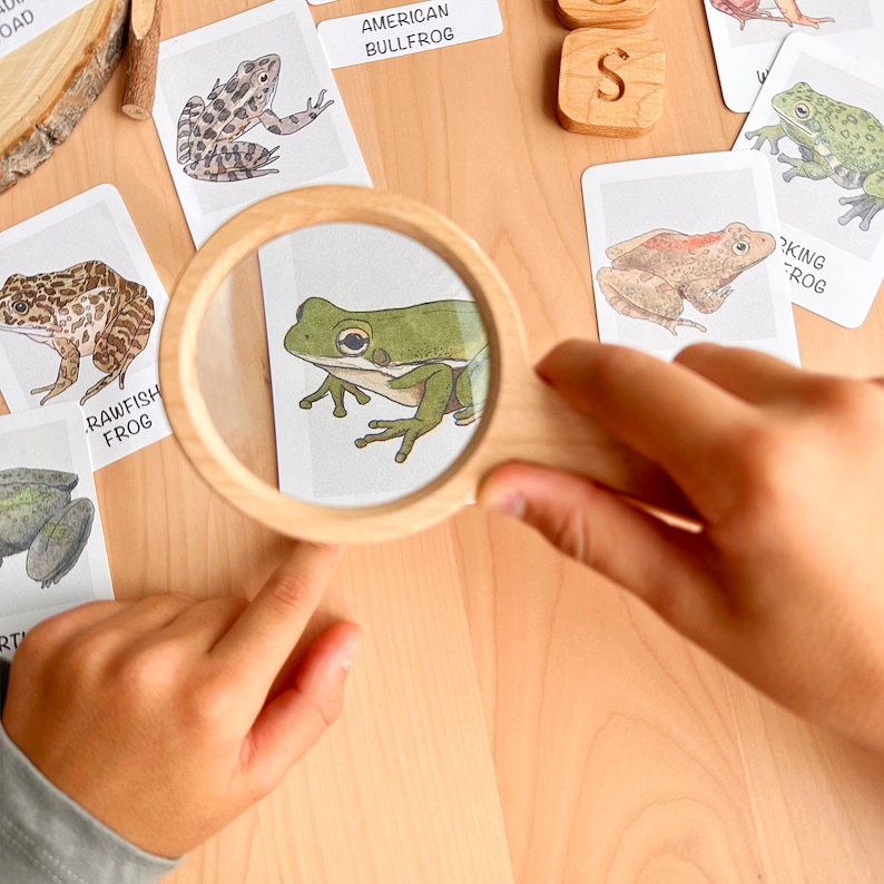 May include: A child uses a magnifying glass to look at a card with a green frog illustration. The card reads "Green Tree Frog". Other cards with different frog illustrations are visible in the background.