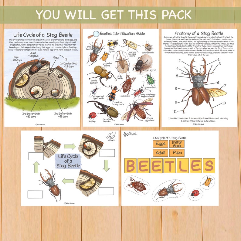 May include: A printable educational resource for learning about stag beetles. The resource includes a life cycle diagram, an anatomy diagram, and a beetle identification guide. The diagrams are colorful and feature illustrations of stag beetles in various stages of development.