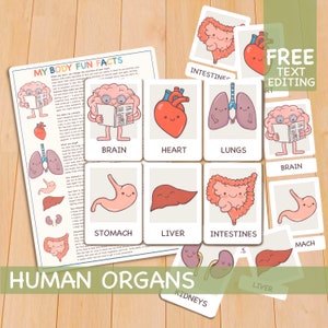 Flashcards de órgãos humanos e fatos sobre o corpo, materiais Montessori para educação domiciliar, aprendizagem infantil para impressão