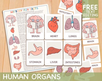 Human Organs Flashcards and Body Facts, Homeschool Montessori Materials, Printable Toddler Learning