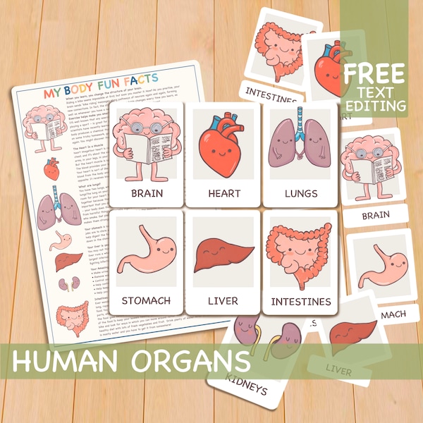 Human Organs Flashcards and Body Facts, Homeschool Montessori Materials, Printable Toddler Learning