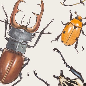 May include: A detailed illustration of various beetle species, including a large stag beetle with brown and gray coloring, a smaller orange beetle with black spots, and a black and white striped beetle with long legs. The beetles are numbered 5 and 6.