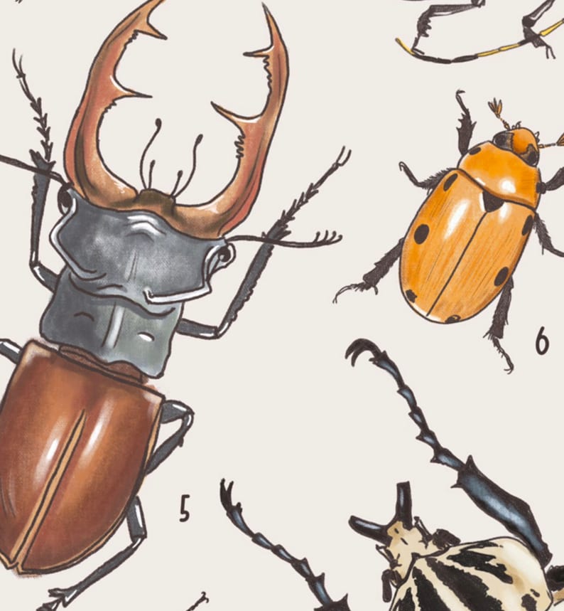 May include: A detailed illustration of various beetle species, including a large stag beetle with brown and gray coloring, a smaller orange beetle with black spots, and a black and white striped beetle with long legs. The beetles are numbered 5 and 6.