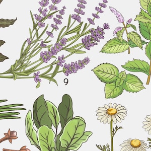 May include: A botanical illustration featuring lavender, mint, and chamomile flowers. The illustration is in a vintage style with detailed drawings of the plants.