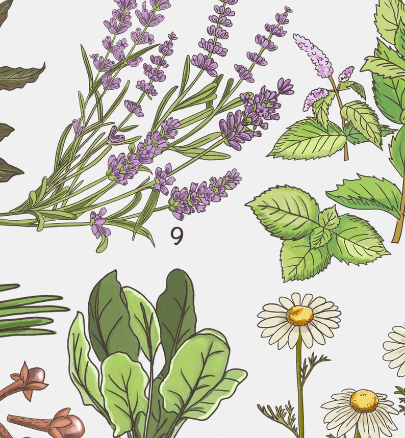 May include: A botanical illustration featuring lavender, mint, and chamomile flowers. The illustration is in a vintage style with detailed drawings of the plants.