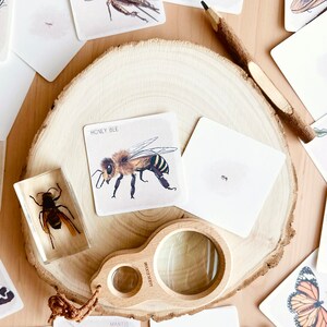 May include: A set of insect flash cards with illustrations of a honey bee, bumble bee, caterpillar, and a praying mantis. The cards are on a wooden surface with a magnifying glass.