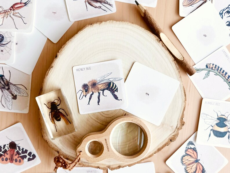 May include: A set of insect flash cards with illustrations of a honey bee, bumble bee, caterpillar, and a praying mantis. The cards are on a wooden surface with a magnifying glass.
