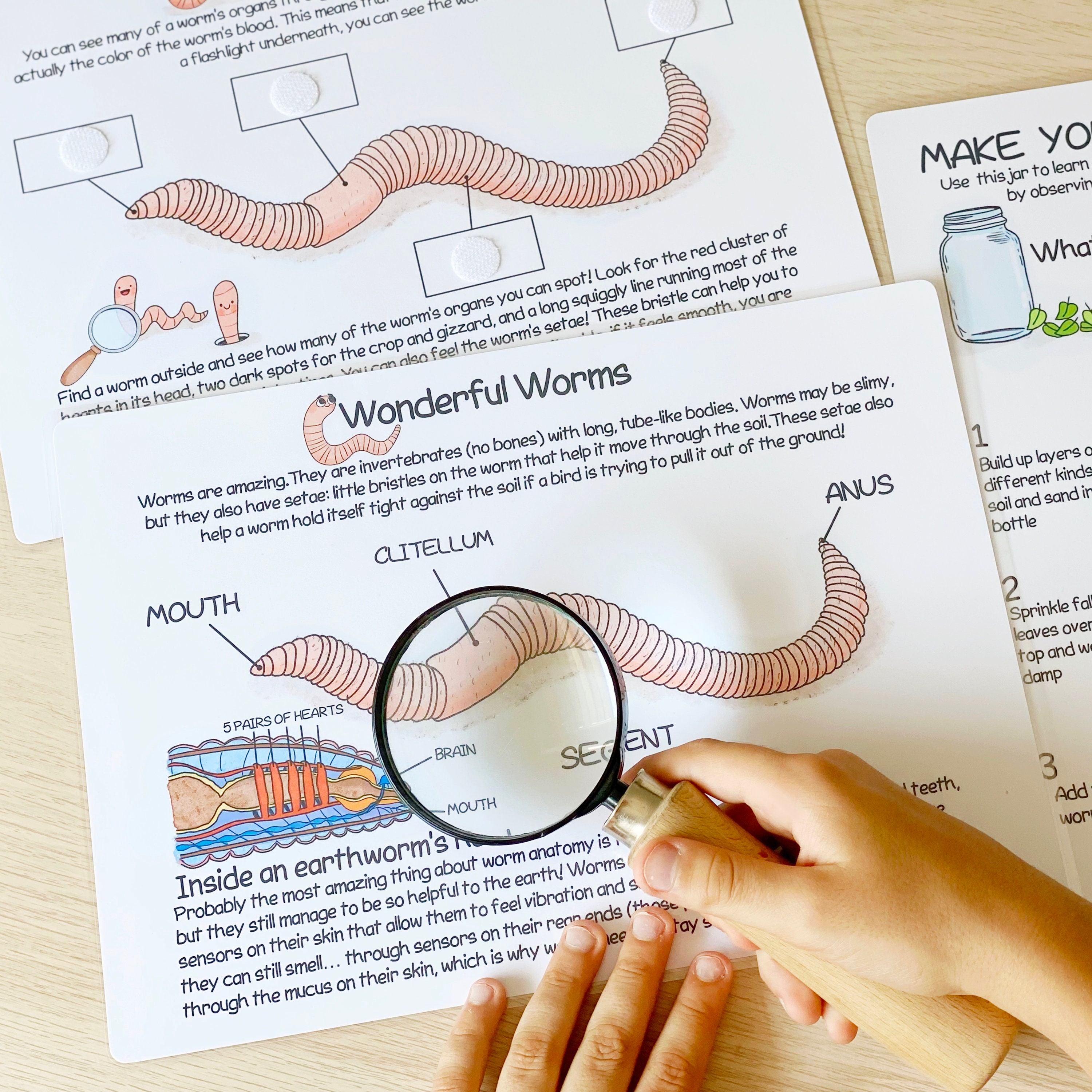 Worms Unit Study Charlotte Mason Printable Resources Homeschool ...