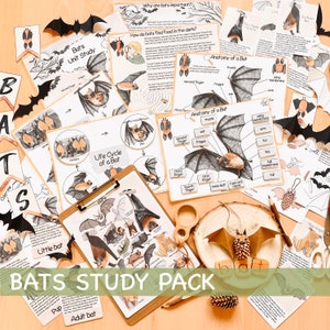 Bats Unit Study Homeschool Fall Activities Bat Anatomy & Life Cycle Halloween Materials Bats Poster and Flash Cards Nature Study Journal