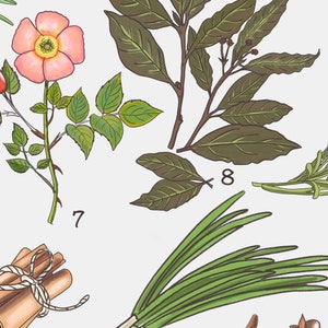 May include: A collection of herbs and spices, including bay leaves, rosemary, cinnamon sticks, chives, and cloves. The herbs and spices are arranged on a white background with numbers 7 and 8.