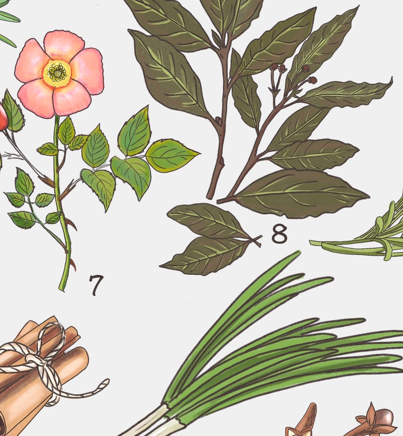May include: A collection of herbs and spices, including bay leaves, rosemary, cinnamon sticks, chives, and cloves. The herbs and spices are arranged on a white background with numbers 7 and 8.