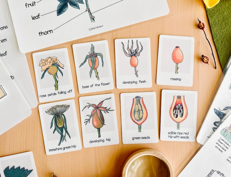 May include: A set of 8 illustrated cards showing the different stages of a rosehip developing from a flower bud to a ripe red fruit. The cards include labels such as "rose petals falling off", "base of the flower", "developing flesh", "rosehip", "developing hip", "green seeds", "immature green hip", and "edible ripe red hip with seeds".