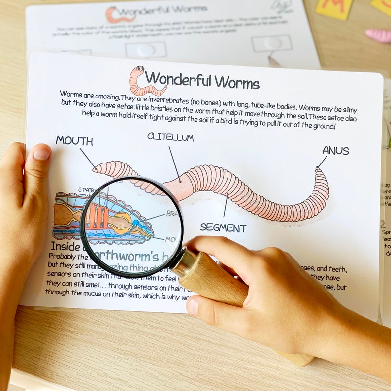 May include: A colorful educational chart about earthworms with a magnifying glass over a close-up of the worm's body. The chart includes labels for the mouth, clitellum, segment, and anus of the worm. The text on the chart reads: "Worms are amazing. They are invertebrates (no bones) with long, tube-like bodies. Worms may be slimy, but they also have setae: little bristles on the worm that help it move through the soil. These setae also help a worm hold itself right against the soil if a bird is trying to pull it out of the ground!"