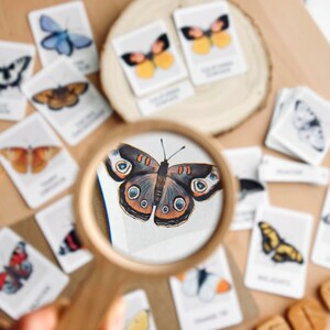 Puede incluir: Una colecci&oacute;n de ilustraciones de mariposas, incluyendo un primer plano detallado de una mariposa marr&oacute;n y negra con marcas azules y naranjas en forma de ojo, vista a trav&eacute;s de una lupa. La imagen presenta varias tarjetas de mariposas con nombres cient&iacute;ficos, sugiriendo un tema educativo.