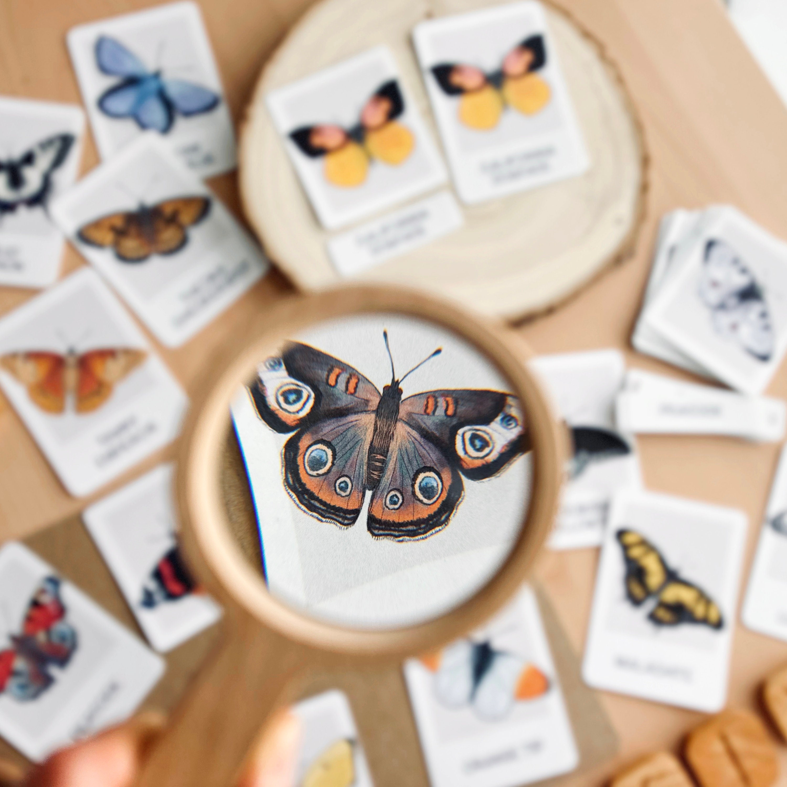 Butterfly Flash Cards Montessori Printable Homeschool Resources Toddler ...