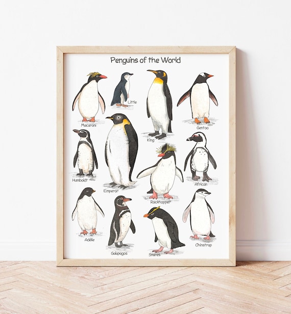 Penguins of the World Educational Poster Penguin Wall Art Animal Nursery Prints Printable Montessori Poster Nordic Watercolor Print