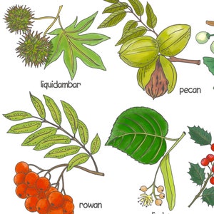 May include: Illustration of different types of trees and their leaves, including pecan, liquidambar, rowan, and linden.