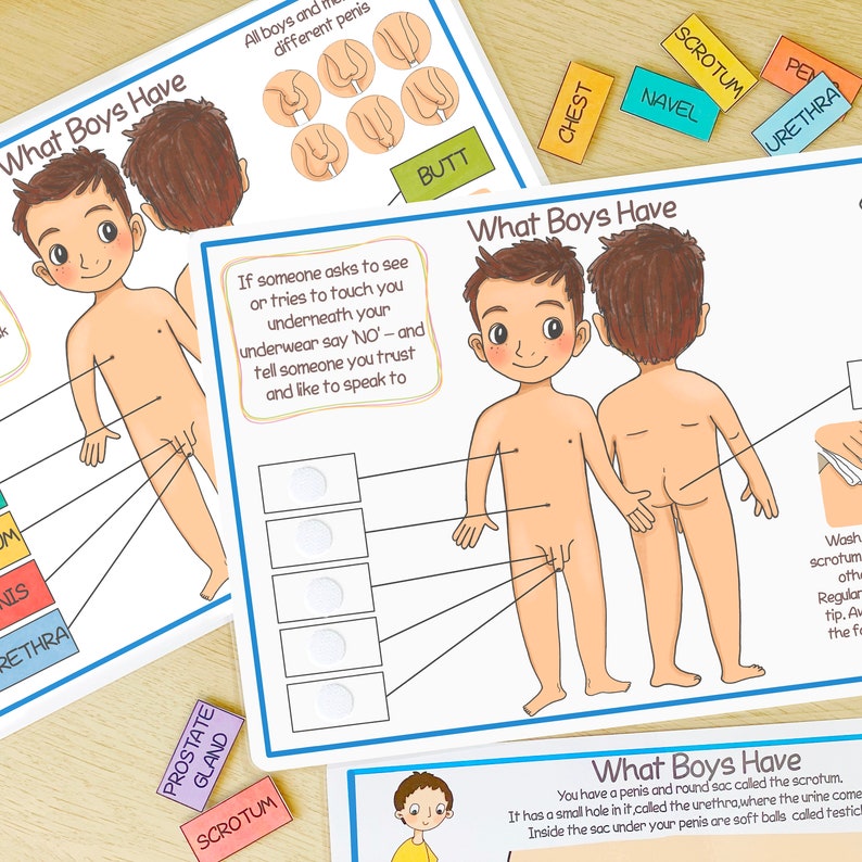 Male Reproductive System Learning Bundle Human Anatomy Busy Bundle About Me Preschool Printable Toddler Activities Homeschool Resources image 6