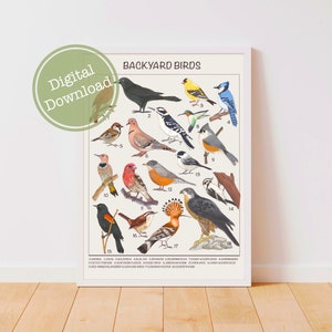 Backyard Birds Downloadable Prints, Educational Prints, Homeschool Montessori Materials