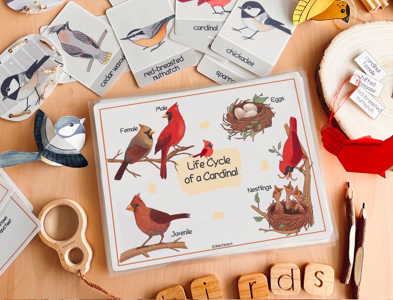 May include: A colorful educational chart illustrating the life cycle of a cardinal. The chart shows a male and female cardinal, a nest with eggs, nestlings, and a juvenile cardinal. The text "Life Cycle of a Cardinal" is printed on the chart.