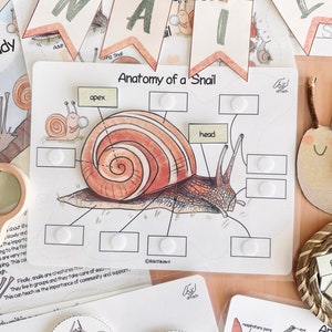 Snail Unit Study Charlotte Mason Spring Printable Worksheets Preschool Nature Study Snail Life Cycle Anatomy Homeschool Learning Binder image 4