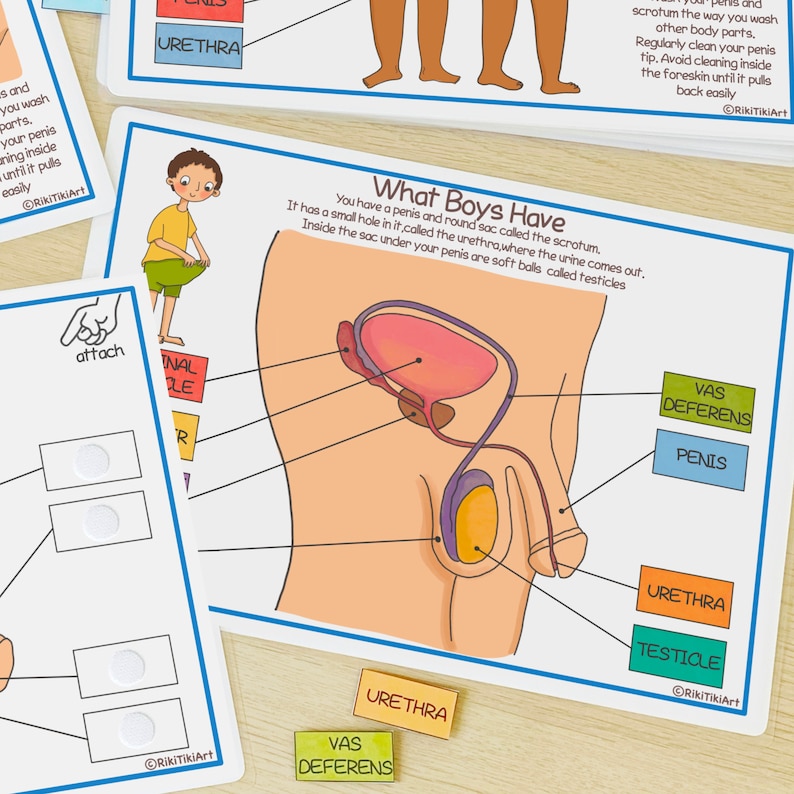 Male Reproductive System Learning Bundle Human Anatomy Busy Bundle About Me Preschool Printable Toddler Activities Homeschool Resources image 5