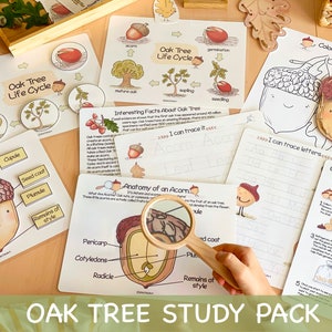 Eiche Baum Einheit Lernpaket Charlotte Mason Naturstudie Anatomie einer Eichel Homeschool druckbare Lernaktivitäten Herbst druckbare Sammelmappe