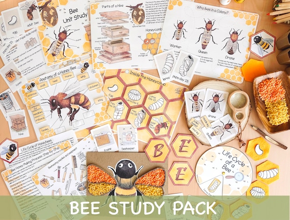 Honey Bee Unit Study Homeschool Summer Activities Bee Life Cycle Spinner & Anatomy, Nature Study Journal Honey Bee Poster and Flash Cards