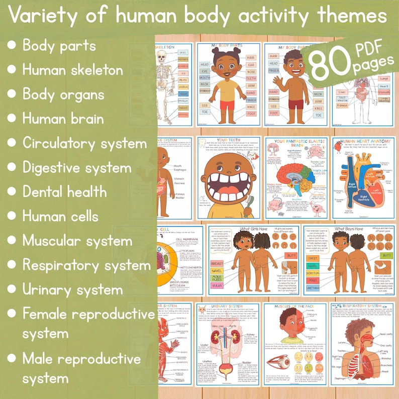 May include: A set of 80 printable educational posters for children about the human body. The posters feature colorful illustrations and diagrams of different body systems, including the skeleton, organs, brain, circulatory system, digestive system, dental health, cells, muscular system, respiratory system, urinary system, female reproductive system, and male reproductive system.