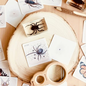 May include: A set of insect learning cards with illustrations of a moth, bed bug, spider, and other insects. The cards are on a wooden surface with a magnifying glass and a resin spider.