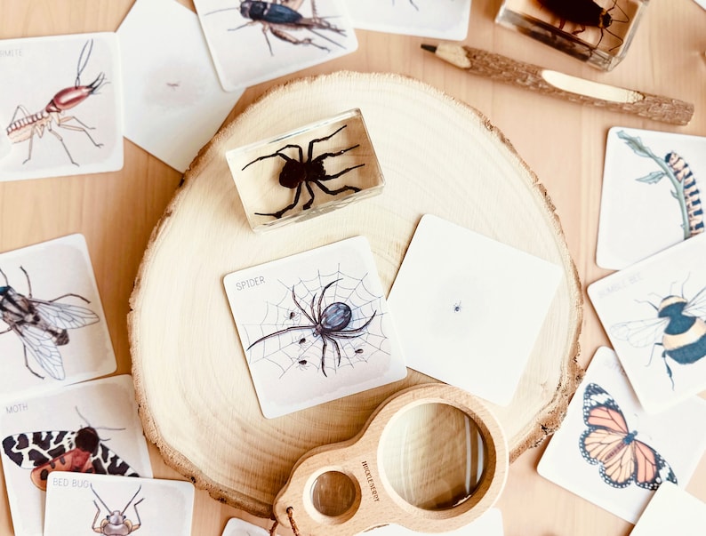 May include: A set of insect learning cards with illustrations of a moth, bed bug, spider, and other insects. The cards are on a wooden surface with a magnifying glass and a resin spider.