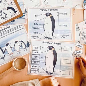 Pinguïns Eenheidsstudie Winter Homeschool-leermateriaal Charlotte Mason Studiebundel Voorschoolse werkbladen Kerst Peuteractiviteiten afbeelding 7