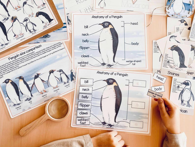 Pinguïns Eenheidsstudie Winter Homeschool-leermateriaal Charlotte Mason Studiebundel Voorschoolse werkbladen Kerst Peuteractiviteiten afbeelding 7