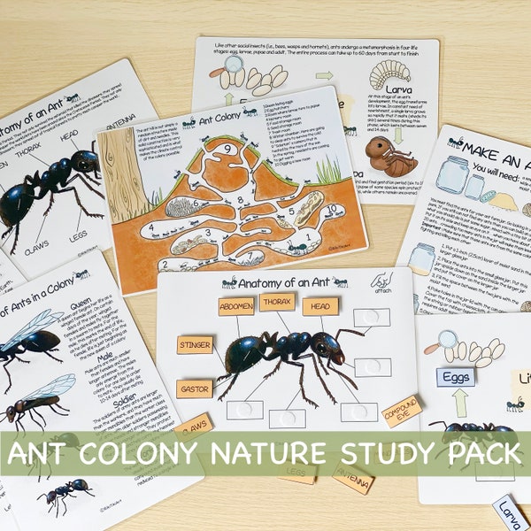 Ameisenkolonie Naturstudienpaket Charlotte Mason Lernmaterialien Ameisenlebenszyklus-Aktivität für Kinder Tierlebensräume Vorschule Ausdrucke