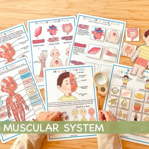 Paquete de aprendizaje del sistema muscular Actividad de anatomía humana Acerca de mí Actividades para niños pequeños Recursos educativos para la educación en el hogar Plan de estudios preescolar