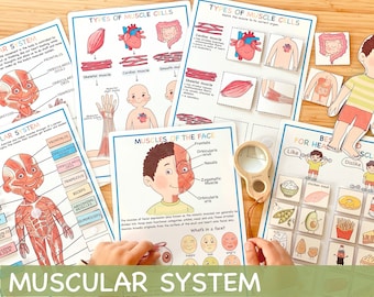 Muscular System Learning Bundle Human Anatomy Activity About Me Toddler Activities Educational Homeschool Resources Preschool Curriculum