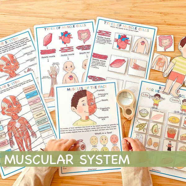Muscular System Learning Bundle Human Anatomy Activity About Me Toddler Activities Educational Homeschool Resources Preschool Curriculum