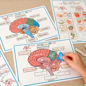 Menselijke anatomie druk boek afdrukbare voorschoolse werkbladen hulpmiddelen voor thuisonderwijs anatomie voorschoolse leerplan leren peuteractiviteiten afbeelding 8