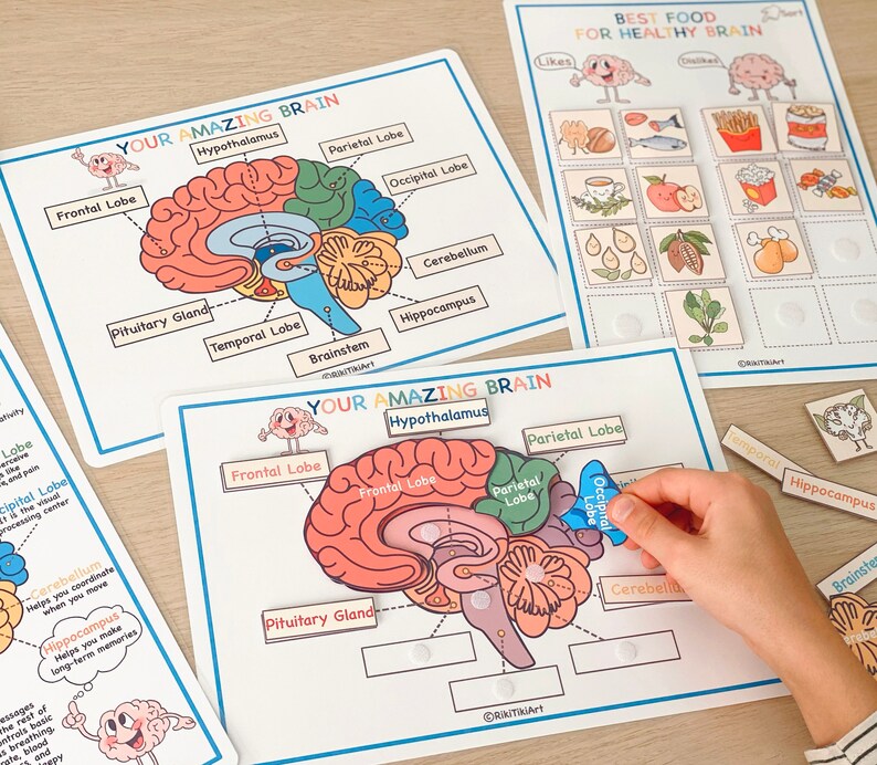 Menselijke anatomie druk boek afdrukbare voorschoolse werkbladen hulpmiddelen voor thuisonderwijs anatomie voorschoolse leerplan leren peuteractiviteiten afbeelding 8