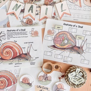 Snail Unit Study Charlotte Mason Spring Printable Worksheets Preschool Nature Study Snail Life Cycle Anatomy Homeschool Learning Binder image 3