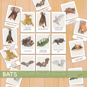Cartes-éclair sur les chauves-souris pour l'école à la maison, ressources imprimables Montessori, Halloween, automne, pour tout-petits, cartes de nomenclature éducatives, étude de la nature