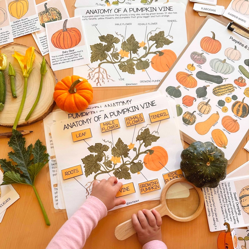 May include: Educational display featuring pumpkin anatomy diagrams, various pumpkin types, and a magnifying glass. An orange Baby Bear pumpkin and a green pumpkin are also present, along with pumpkin flowers and leaves. The text includes "Anatomy of a Pumpkin Vine".