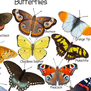 Puede incluir: Una ilustraci&oacute;n colorida de diez tipos diferentes de mariposas con sus nombres escritos debajo de cada una. Las mariposas se representan en una variedad de colores, incluyendo amarillo, naranja, negro, marr&oacute;n, rojo y azul. Los nombres de las mariposas son: Red Black, Buckeye, Cloudless Sulphur, Spicebush Swallowtail, Peacock, Orange Tip, Malachite.